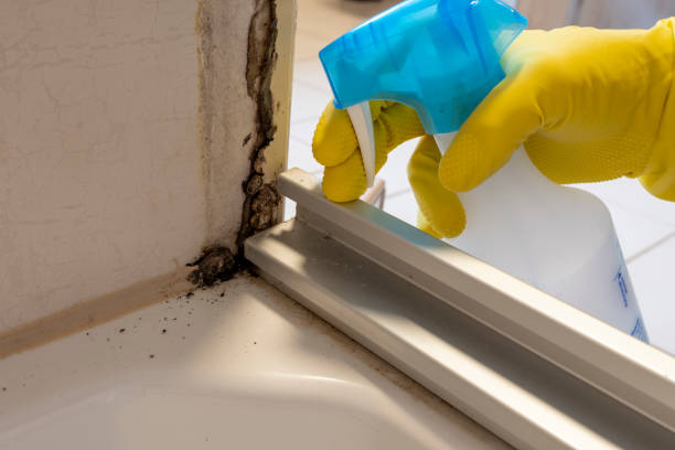 Best Mold Cleaning Services  in Beecher, IL