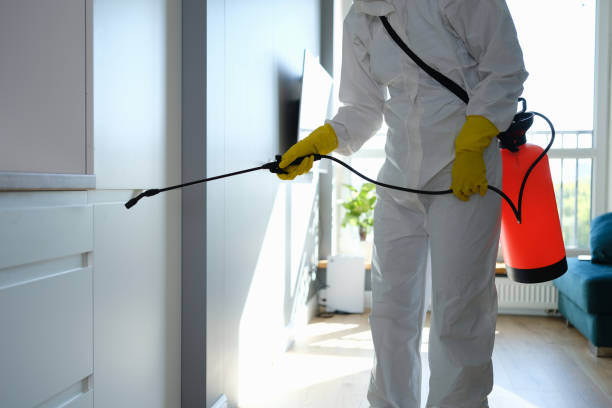 Best Mold Damage Repair  in Beecher, IL