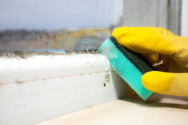 Best Emergency Mold Removal  in Beecher, IL