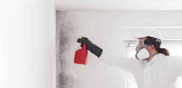 Mold Removal Process in Beecher, IL