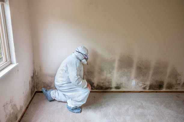Best Attic Mold Removal  in Beecher, IL