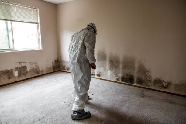 Best Toxic Mold Removal  in Beecher, IL